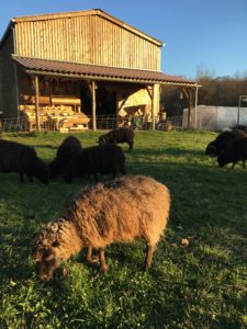 Mouton Ouessant ferme bio Uzeste Gironde
