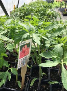 Plants de tomates bio en Sud Gironde Beefsteack roma coeur de boeuf marmande Saint Pierre Reine des hatives Green zebra orange queen Ananas Rose de Berne Noire de Crimée Cerise rouge green doctor poire jaune petit moineau